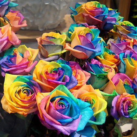 rainbow roses