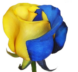 blue and yellow rainbow rose