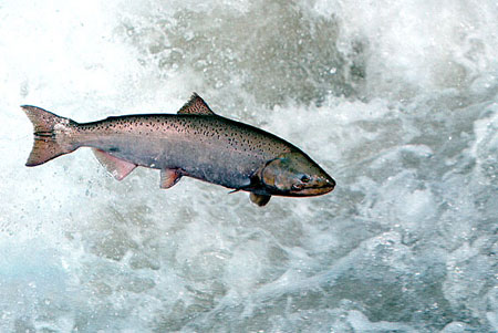 Health benefits of fish oil 