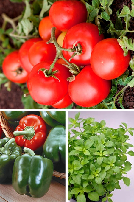 Growing vegetables is easier than you think