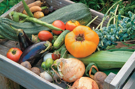Growing vegetables is easier than you think
