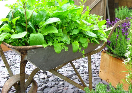 Growing vegetables is easier than you think