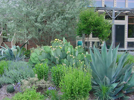 Xeriscaping for a water-wise garden design