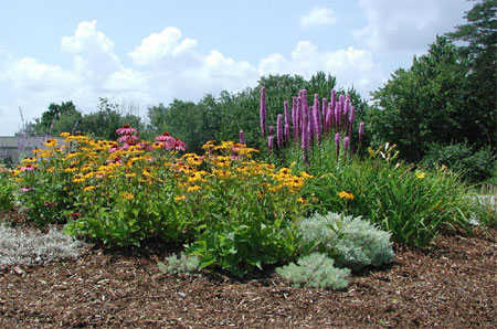 Xeriscaping for a water-wise garden design