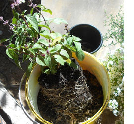 Recycle paint pots and paint containers