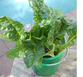 Recycle paint pots and paint containers