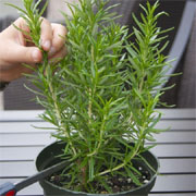 How to propagate your own Rosemary