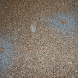 Remove paint and glue stains from carpet