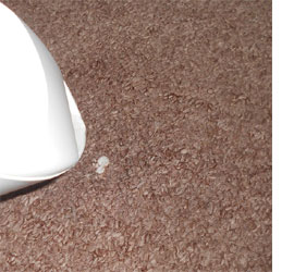 Remove paint and glue stains from carpet