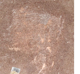 Remove paint and glue stains from carpet