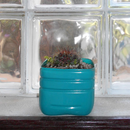Repurpose plastic bottles into flower pots 