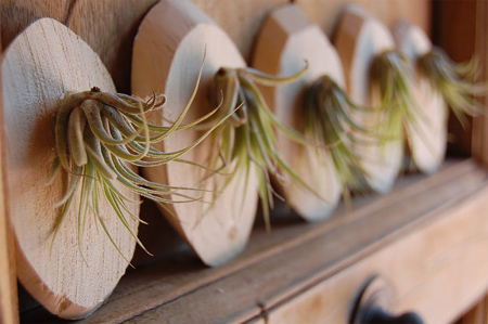 air plant in wood offcut