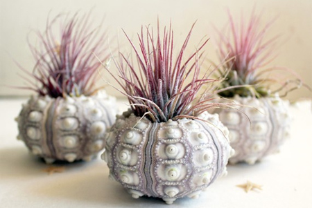 air plant sea urchin