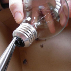 Make a light bulb terrarium