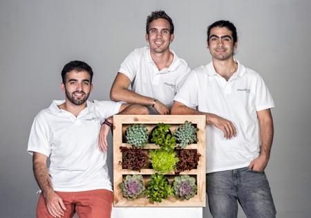 Mooibos vertical hanging garden