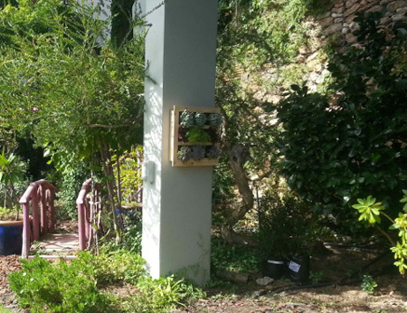 Mooibos vertical hanging garden