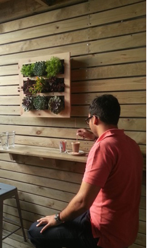 Mooibos vertical hanging garden