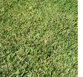 buffalo grass semi shade garden lawn grass variety cultuvar residential