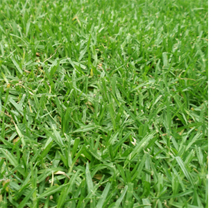kikuyu family full sun garden lawn grass variety cultuvar residential