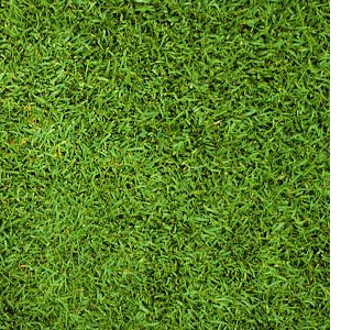 paspalum full sun garden lawn grass variety cultuvar residential