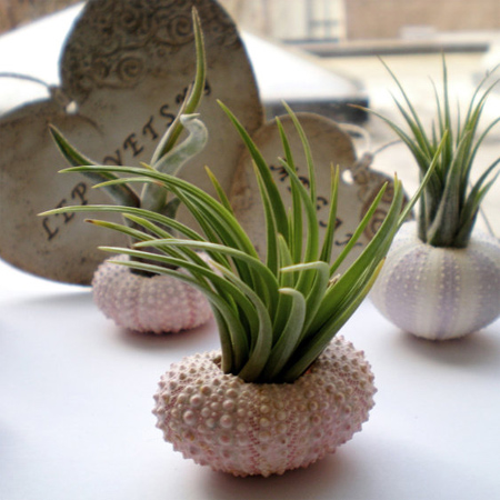 Crafts with seashells 