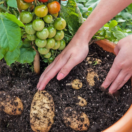 TomTato - The amazing tomato-potato plant 