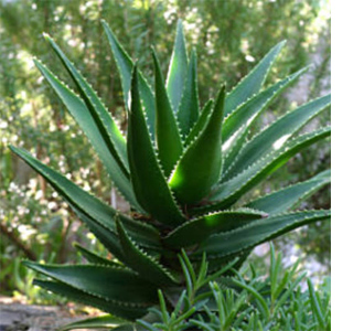 Home Dzine Health Aloe Vera A Plant That Is Water Wise And Has