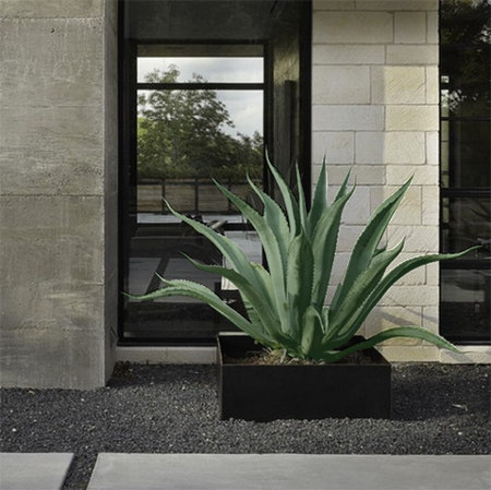 Aloe vera - A plant that is water-wise and has useful health benefits 