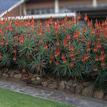 Aloe vera - A plant that is water-wise and has useful health benefits 