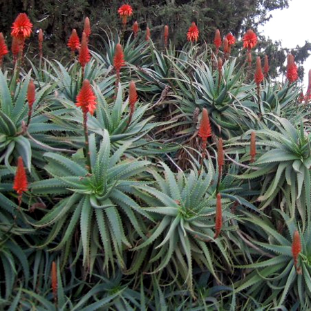 Aloe vera - A plant that is water-wise and has useful health benefits 