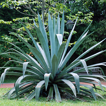 Home Dzine Garden Aloe Vera A Plant That Is Water Wise And Has