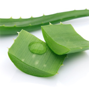 Aloe vera - water-wise and has useful health benefits 