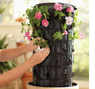 petunia flower tower