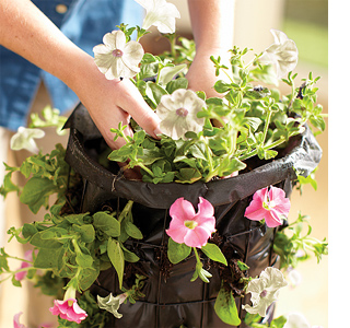 petunia flower tower