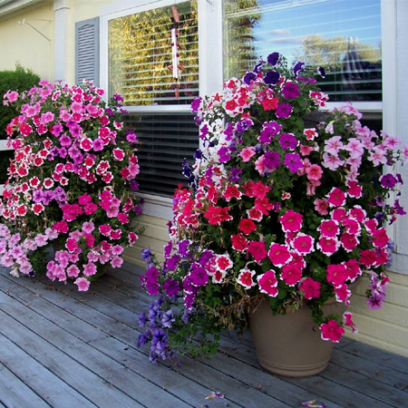 petunia flower tower