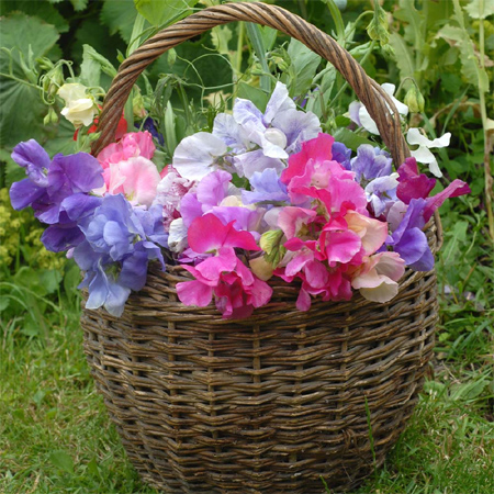 sweet peas fresh spring flower arrangement display