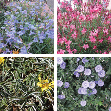 low maintenance garden drought tolerant plants groundcovers