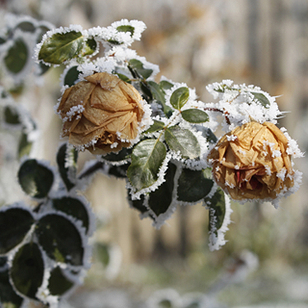 Winter gardening tips