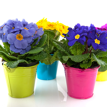Winter gardening tips