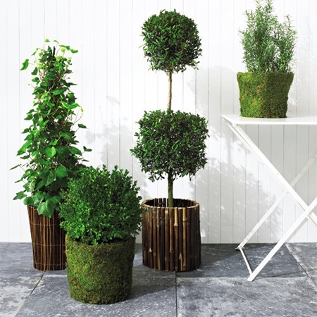 Dress up plain pots with branches or twigs