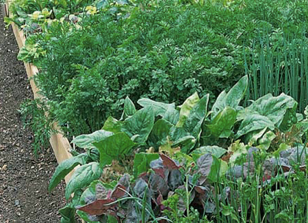 Make a simple raised garden bed 