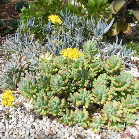 containers pots of aloes, cacti and succulents