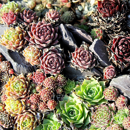 containers pots of aloes, cacti and succulents
