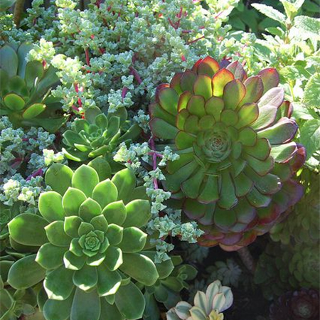 containers pots of aloes, cacti and succulents
