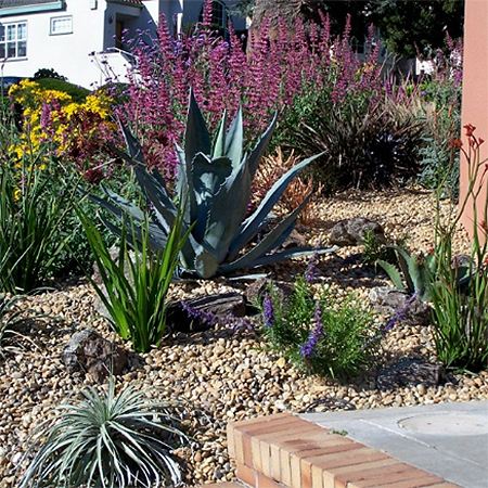 containers pots of aloes, cacti and succulents