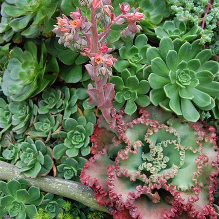 containers pots of aloes, cacti and succulents
