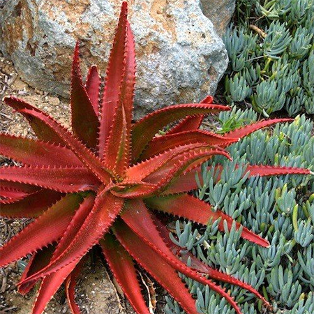 containers pots of aloes, cacti and succulents