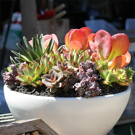 containers pots of aloes, cacti and succulents