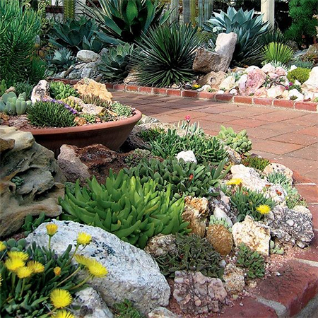 containers pots of aloes, cacti and succulents