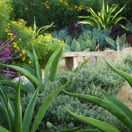 containers pots of aloes, cacti and succulents